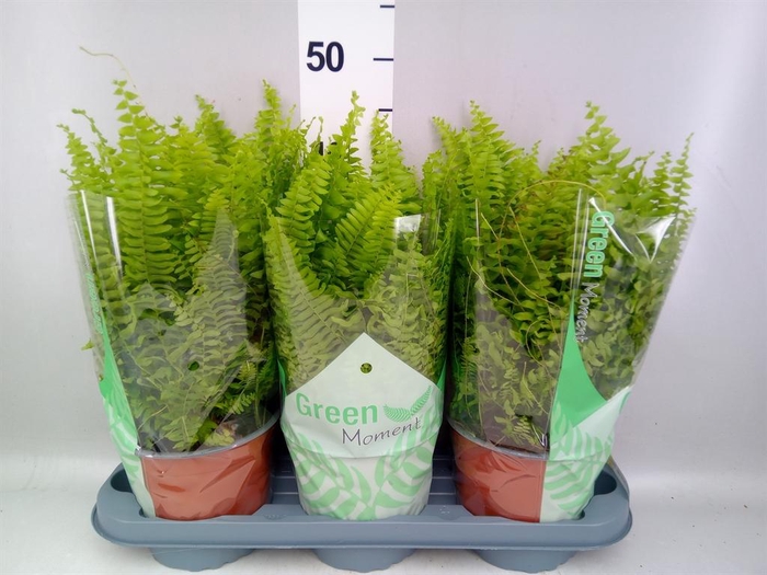 <h4>Nephrolepis exal. 'Green Moment'</h4>