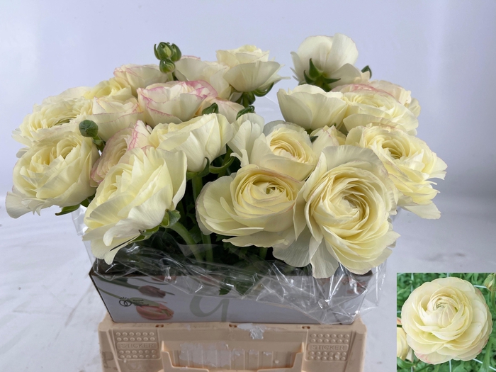 <h4>RAN AAZUR CREAM</h4>