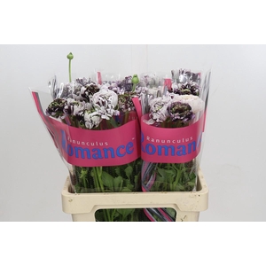 Ranunculus Brushmark Estrada