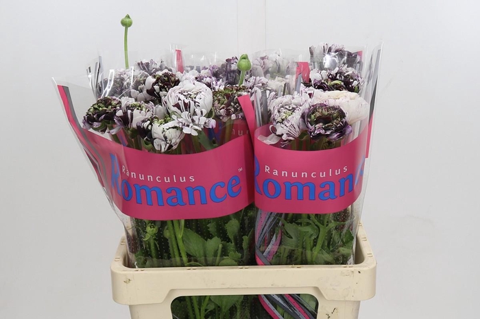 <h4>Ranunculus Brushmark Estrada</h4>