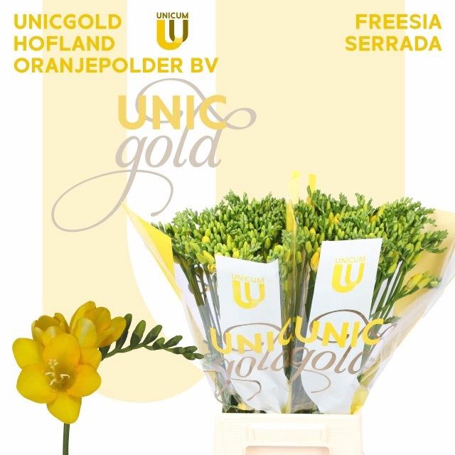 <h4>FR EN SERRADA</h4>