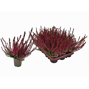 CALLU WIBOS ROT