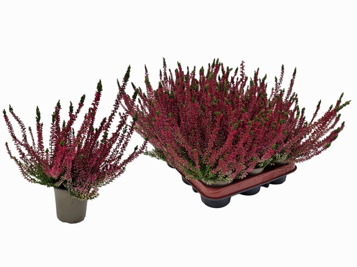 <h4>CALLU WIBOS ROT</h4>