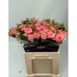 R TR FIRST DATE 60 cm