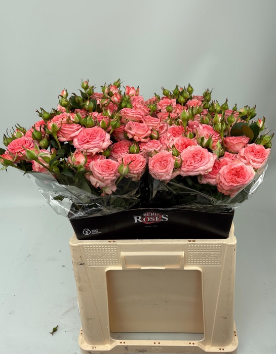 <h4>R TR FIRST DATE 60 cm</h4>