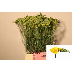 Fr Du Soleil 20gr