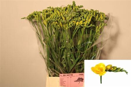 <h4>Fr Du Soleil 20gr</h4>