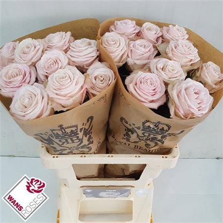 <h4>R Gr Bu Cafe</h4>