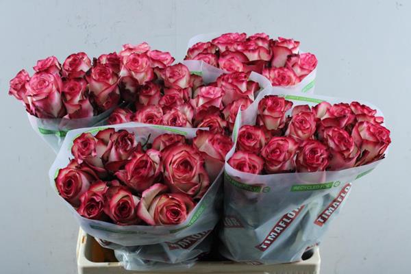 <h4>R Gr Paloma L60</h4>