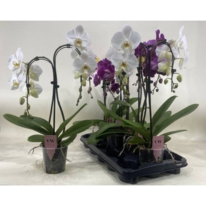 PHAL GEM