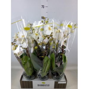 Phalaenopsis   ...white