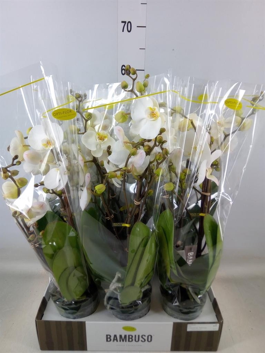 <h4>Phalaenopsis   ...white</h4>