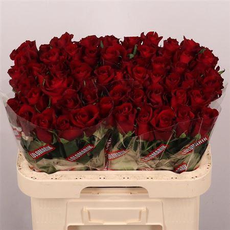 <h4>R Gr Ever Red</h4>