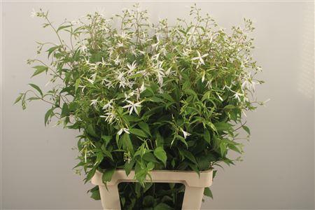 <h4>Gillenia Trifoliata</h4>