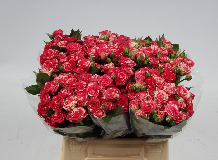 <h4>R TR FIREWORKS</h4>