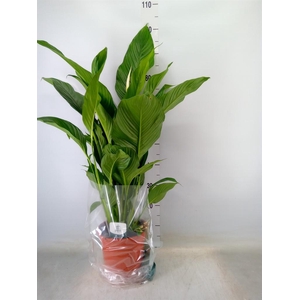 Spathiphyllum  'Sweet Lauretta'