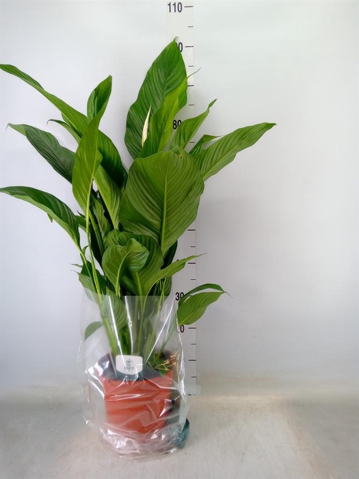 <h4>Spathiphyllum  'Sweet Lauretta'</h4>