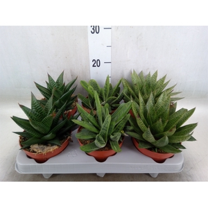 Aloe   ...mix