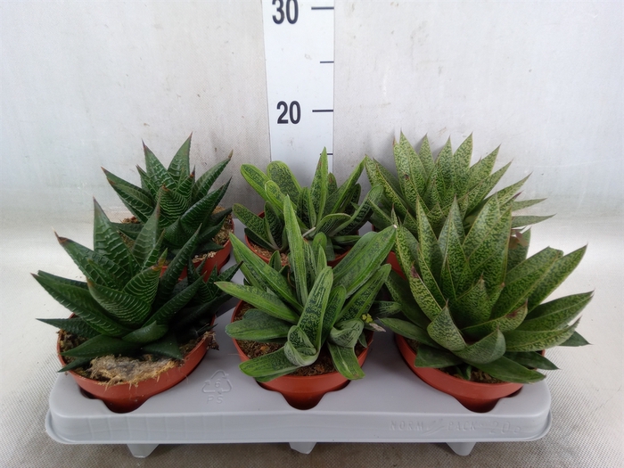 <h4>Aloe   ...mix</h4>