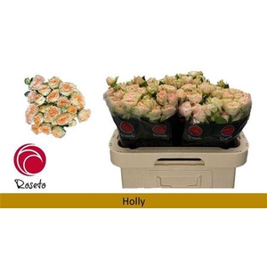 R Tr Holly