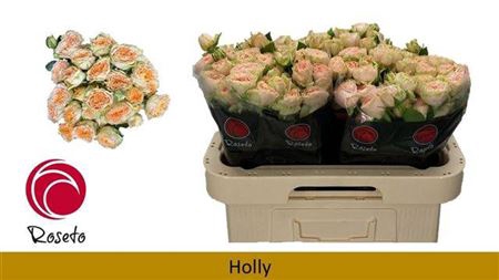 <h4>R Tr Holly</h4>