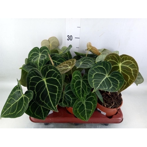 Anthurium clarinervium