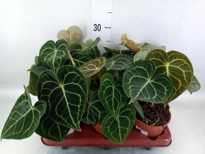 <h4>Anthurium clarinervium</h4>
