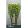 EUCOMIS P-E GOLIATH SEEDS XXL