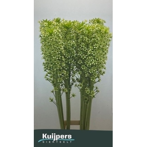 EUCOMIS P-E GOLIATH SEEDS XXL