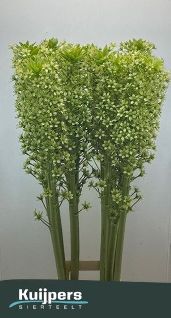 <h4>EUCOMIS P-E GOLIATH SEEDS XXL</h4>