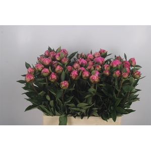 Paeonia L Dr A Fleming