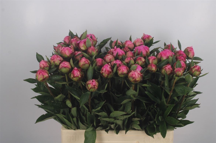 <h4>Paeonia L Dr A Fleming</h4>