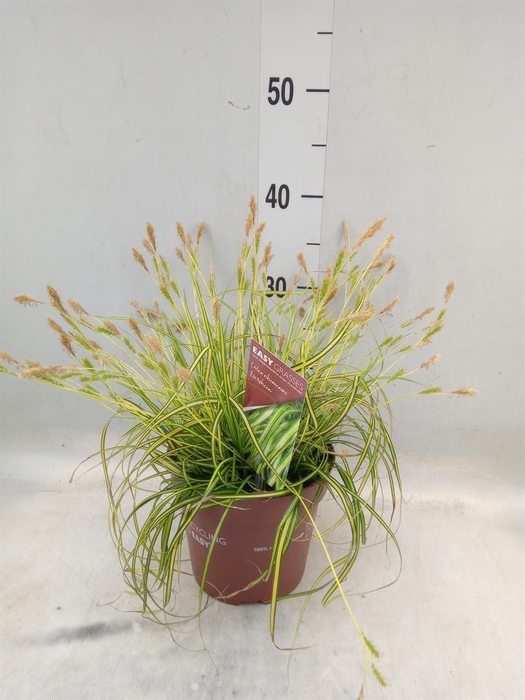 <h4>Carex   ...mix</h4>