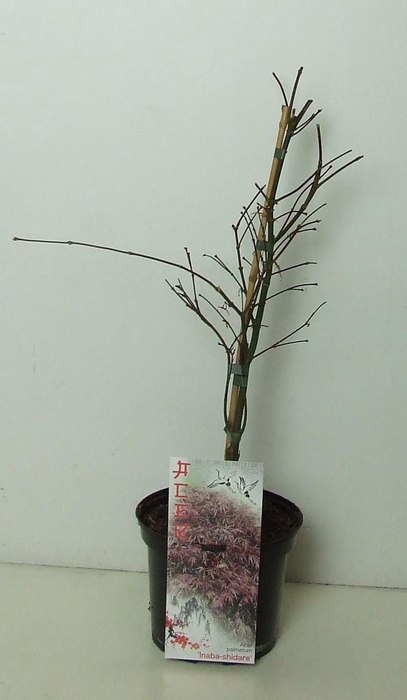 <h4>Acer palmatum 'Inaba-shidare' P19</h4>