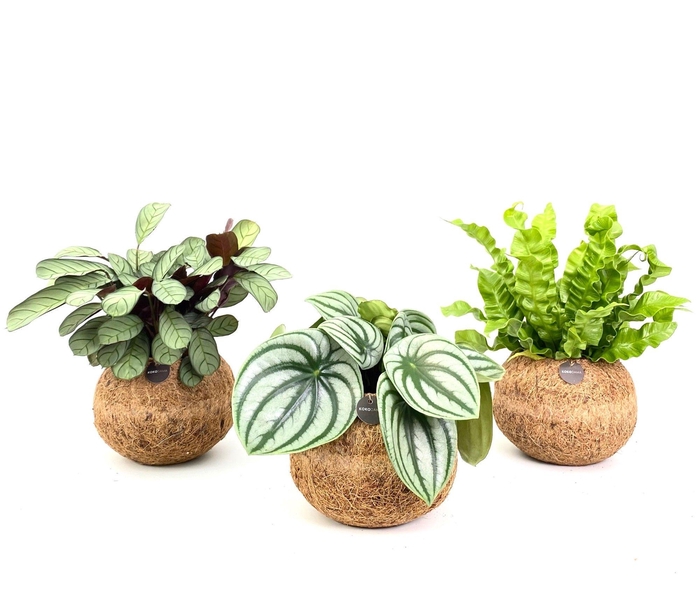 <h4>Kokodama 17 cm Jungle mix (No string)</h4>