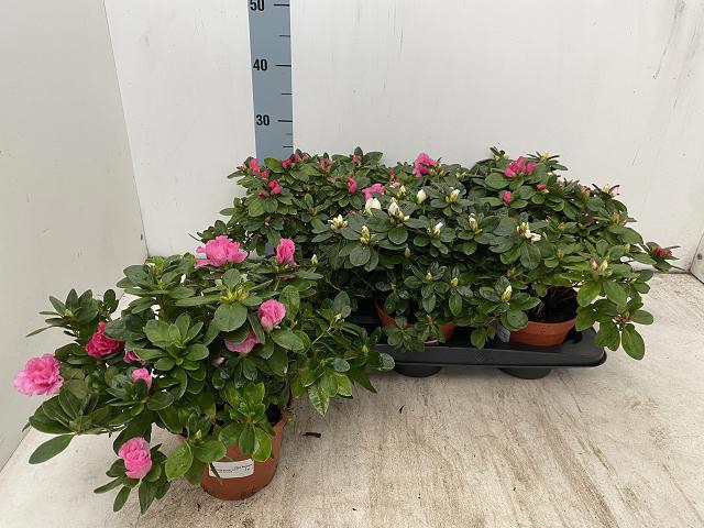 <h4>RHODO SI VOGEL GEM</h4>