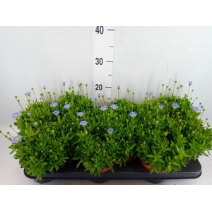 Felicia amell. 'Felicitara Blue'