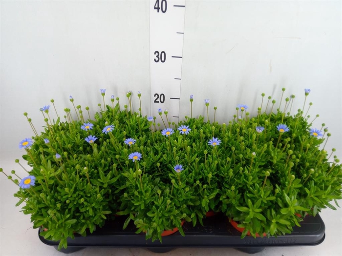 <h4>Felicia amell. 'Felicitara Blue'</h4>