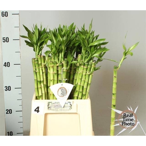 DRAC LUCKY BAMBOO RECHT
