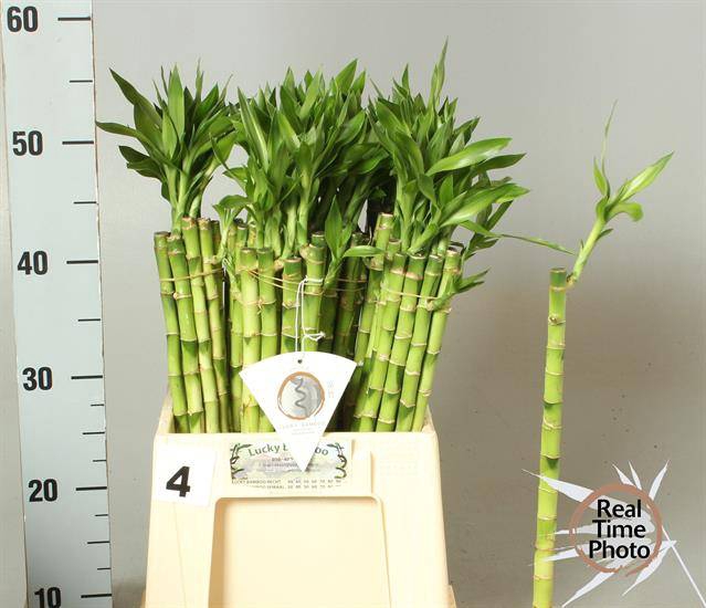 <h4>DRAC LUCKY BAMBOO RECHT</h4>