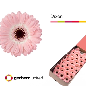 Ge Mi Dixon Box United