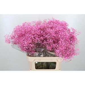 Gyps Kl Bh Lady Pink