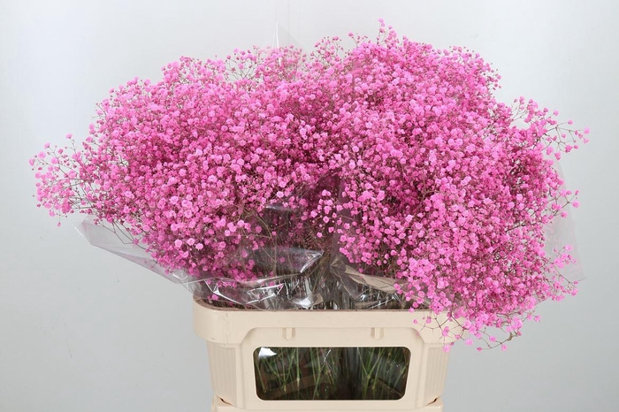 <h4>Gyps Kl Bh Lady Pink</h4>