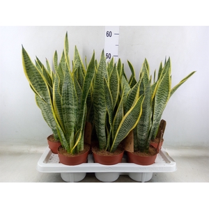 Sansevieria trifa. 'Laurentii'