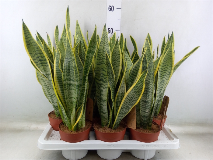 <h4>Sansevieria trifa. 'Laurentii'</h4>