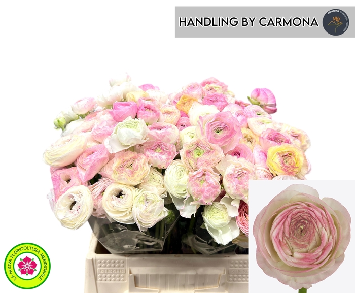 <h4>RANUNCULUS OV</h4>