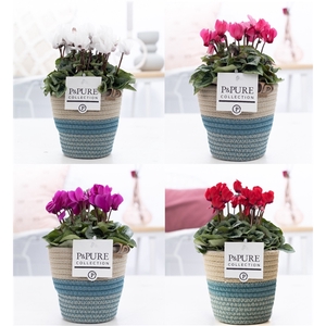 Cyclamen SS Picasso mix in Valerie. PC