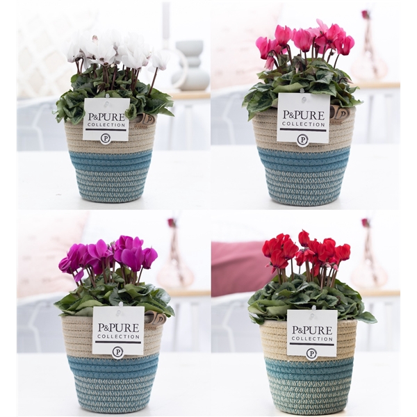<h4>Cyclamen SS Picasso mix in Valerie. PC</h4>