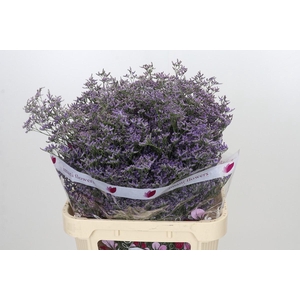Limonium ov Safora Classic Blue