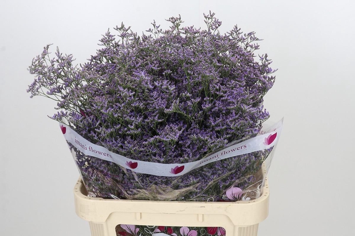 <h4>Limonium ov Safora Classic Blue</h4>